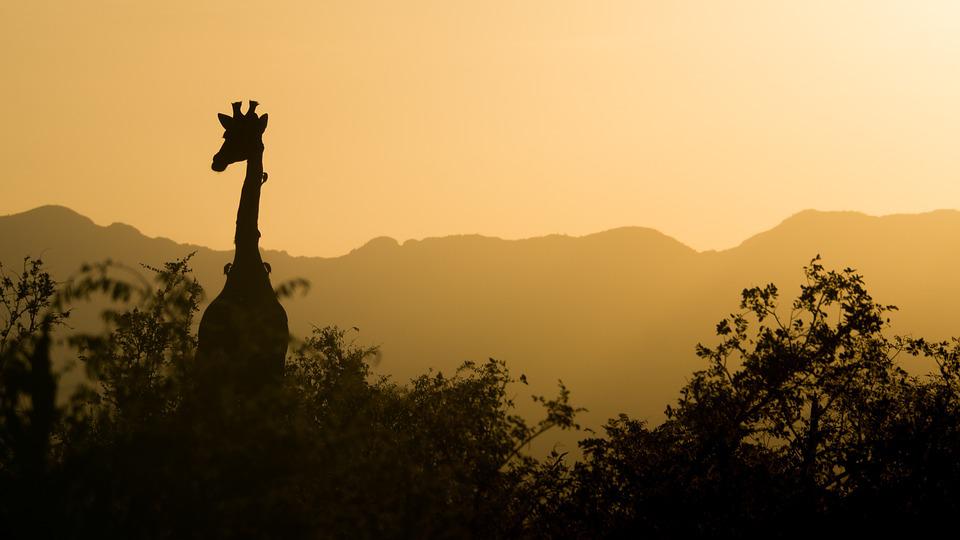 žirafa v přírodě