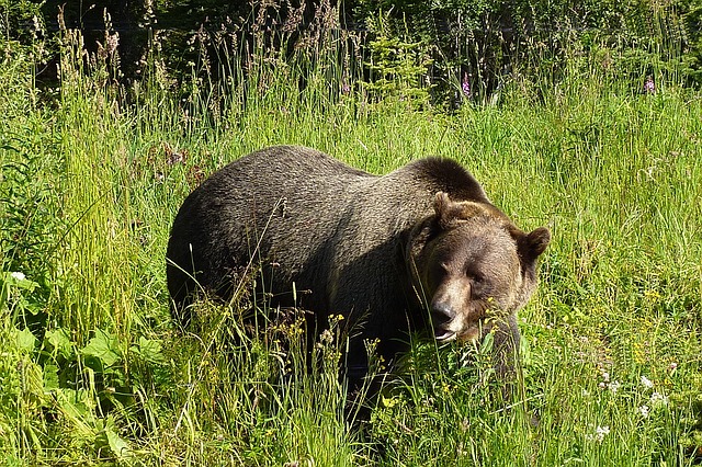 grizzly medvěd